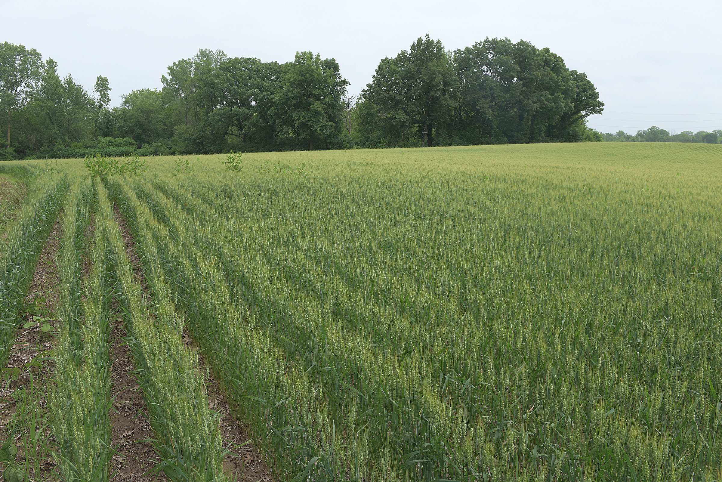 Lake County, Indiana farmland - LAND AUCTION - 147+/- ACRES OFFERED IN 3 TRACTS IN LAKE COUNTY, INDIANA